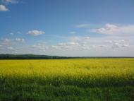 Привільне з panoramio.com