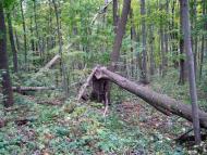 Вакалівщина з panoramio.com