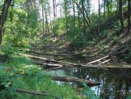 Кулики з panoramio.com