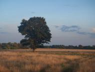 Хрипівка з panoramio.com