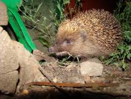 Бабинці з panoramio.com