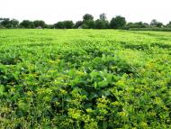 Михайлівка з panoramio.com