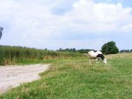 Слободище з panoramio.com