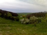 Ризине - Останні фото