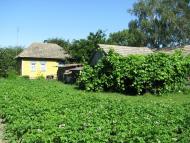 Томашівка з panoramio.com