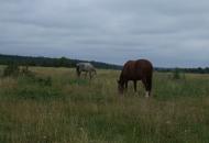 Франкопіль з panoramio.com