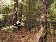 Скрипаї з panoramio.com