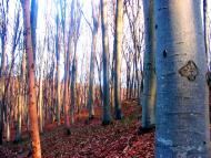 Демня з panoramio.com