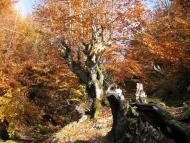 Тростянець з panoramio.com