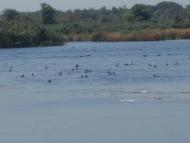 Градениці з panoramio.com