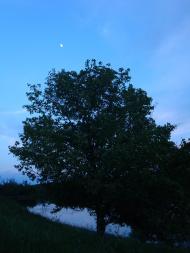 Красноліси з panoramio.com