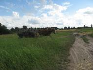 Поле, поле...