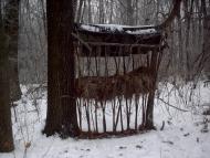 Черняки з panoramio.com