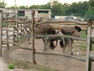 Волошинівка з panoramio.com