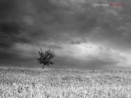 Шабельківка з panoramio.com