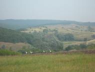 Велика Андрусівка з panoramio.com