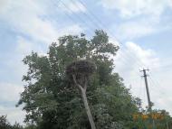 Кошляки з panoramio.com