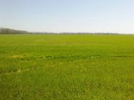 Сущани - Останні фото