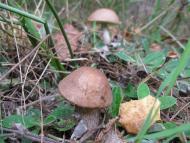 Макове з panoramio.com