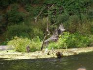 Щурівка з panoramio.com
