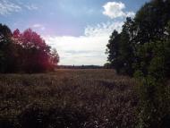 Кобринове з panoramio.com