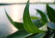 Іванківці - Останні фото