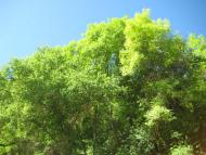 Поляна з panoramio.com