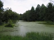 Кулики з panoramio.com