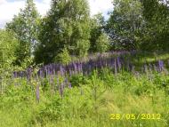 Іваньків з panoramio.com