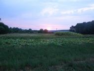 Моринці з panoramio.com