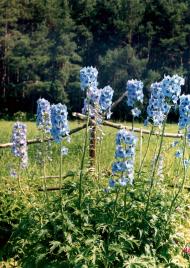 Масківці з panoramio.com