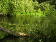 Медведівка з panoramio.com