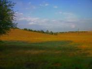 Сирень з panoramio.com