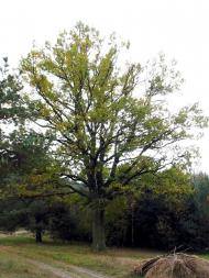 Адамчуки з panoramio.com