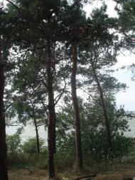 Велика Андрусівка з panoramio.com