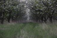 Володимирівка з panoramio.com