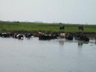 Черче з panoramio.com