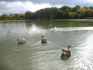 Гусакове - Останні фото