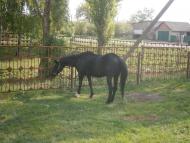 Майбородівка з panoramio.com