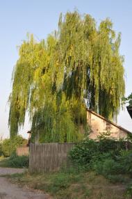 Цибулів з panoramio.com