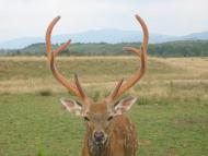 Нанково з panoramio.com