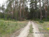 Скрипаї з panoramio.com