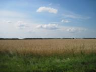 Шевченкове з panoramio.com