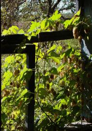 Яромель з panoramio.com