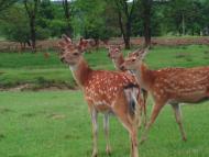 Нанково з panoramio.com