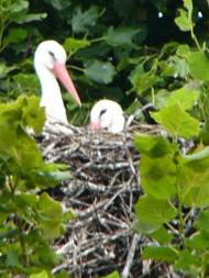 Карпи з panoramio.com