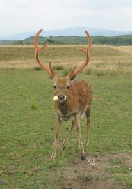 Нанково з panoramio.com