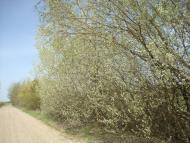 Вівчицьк з panoramio.com