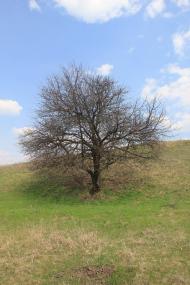 Шкурпели з panoramio.com