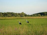 Снов'янка з panoramio.com